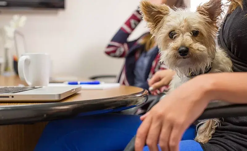 Small dog on lap at a conference room table