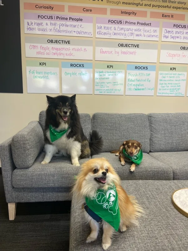 Three dogs wearing green scarfs on a couch